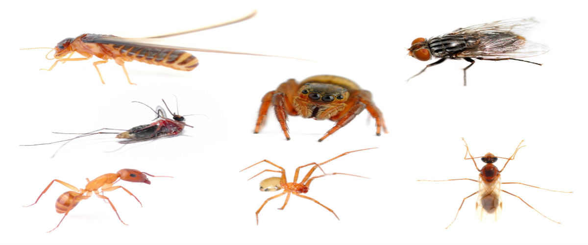Dynamic Pest Control NJ