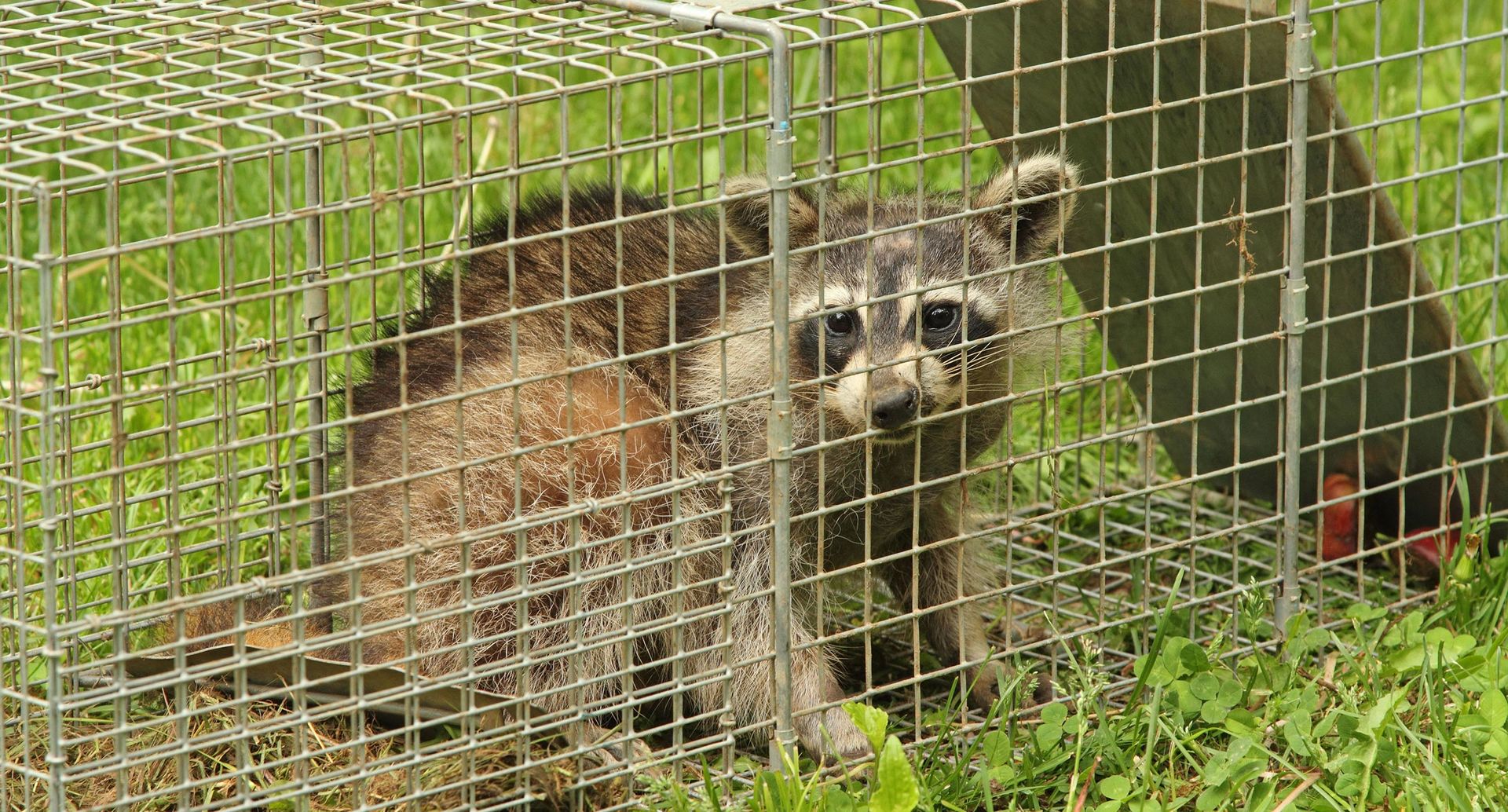 Nuisance Animal Removal