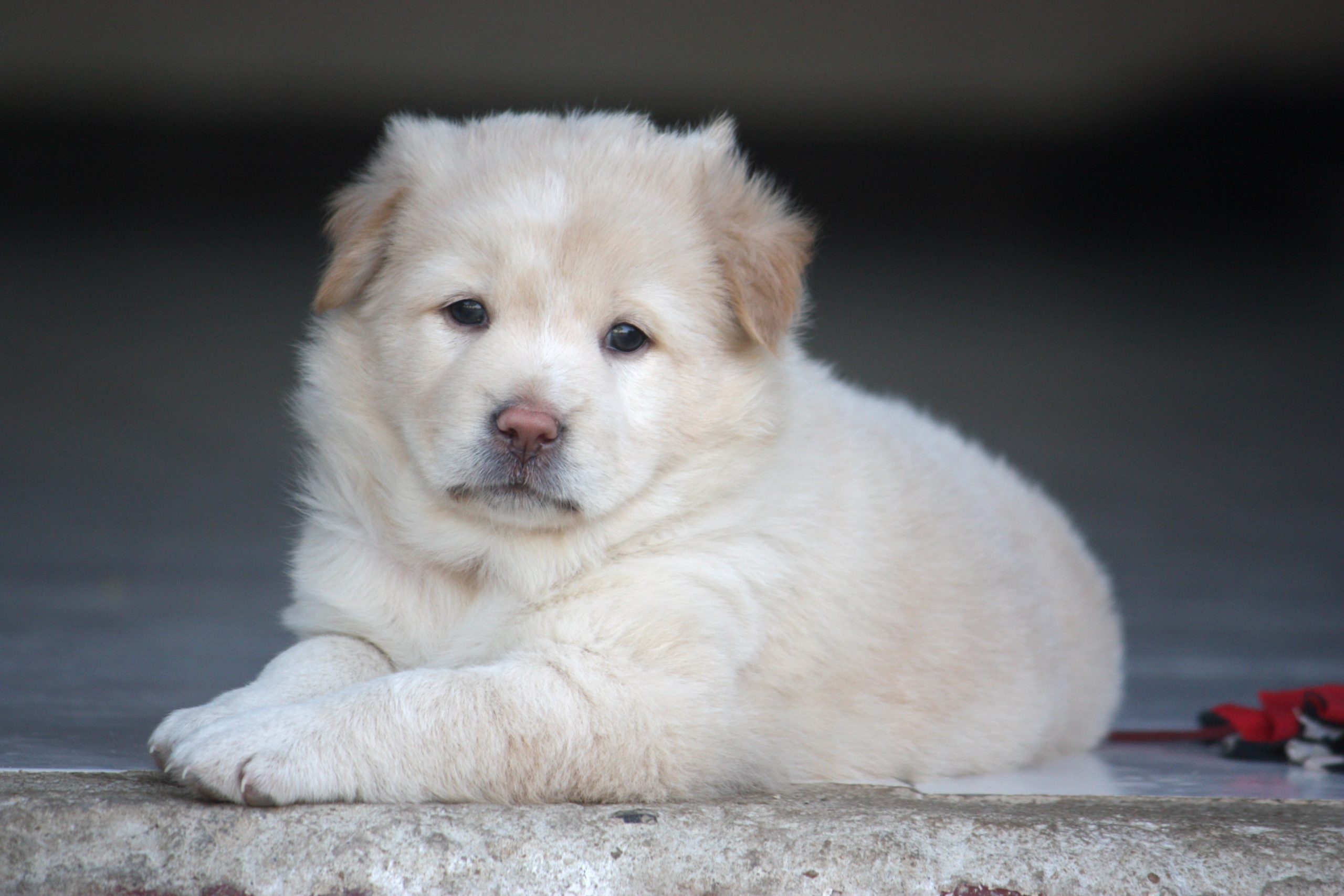 Finding A Good Doggy Daycare in Great Falls, MT