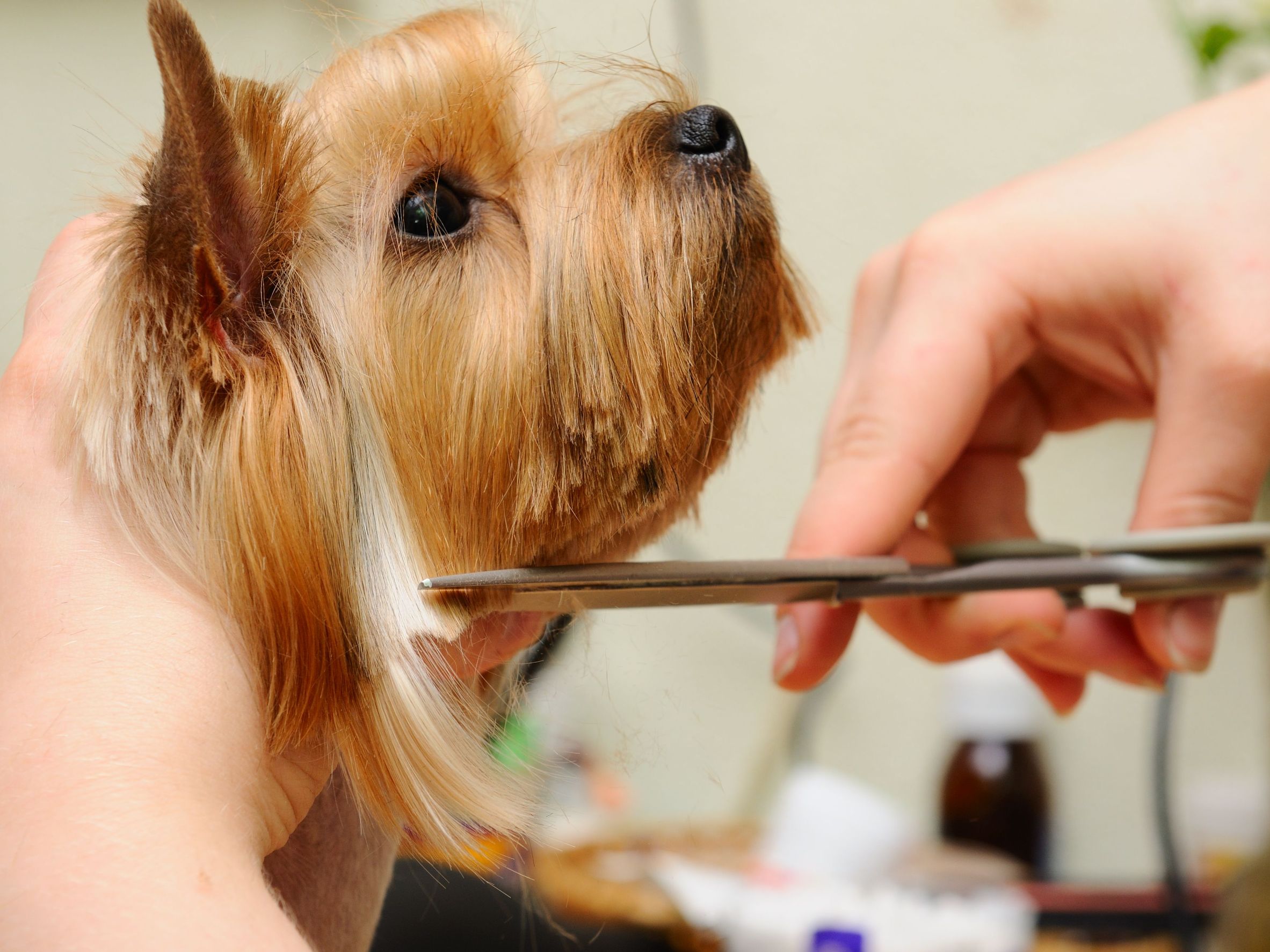 In-Home Euthanasia Care For Pets