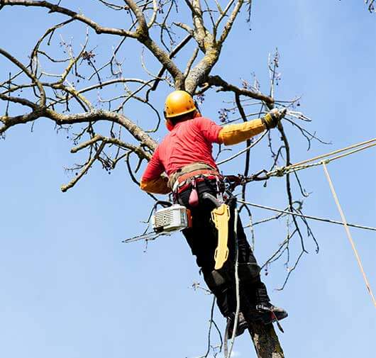Athens Tree Service