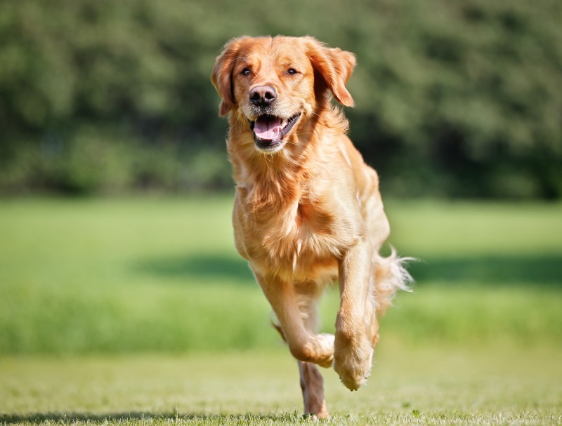 The Dog Pawlour Is The Best Dog Boarding Center In Fort Collins.