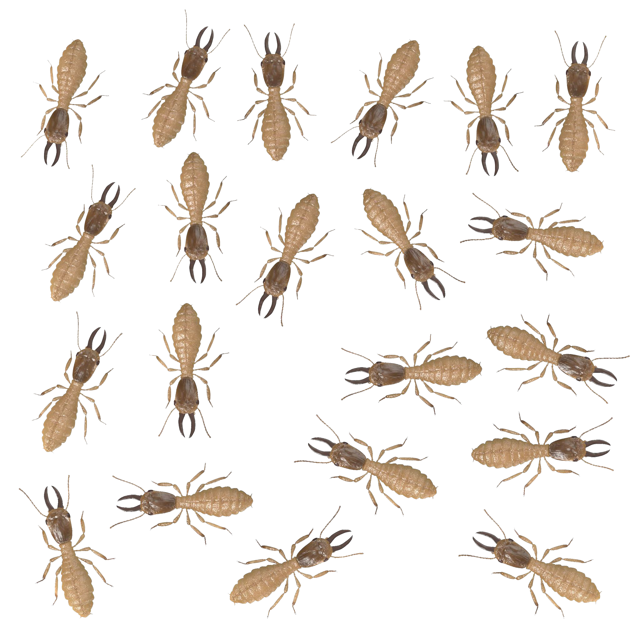 Best Preventive Pest Control Solutions Available!- pridepestservice.com