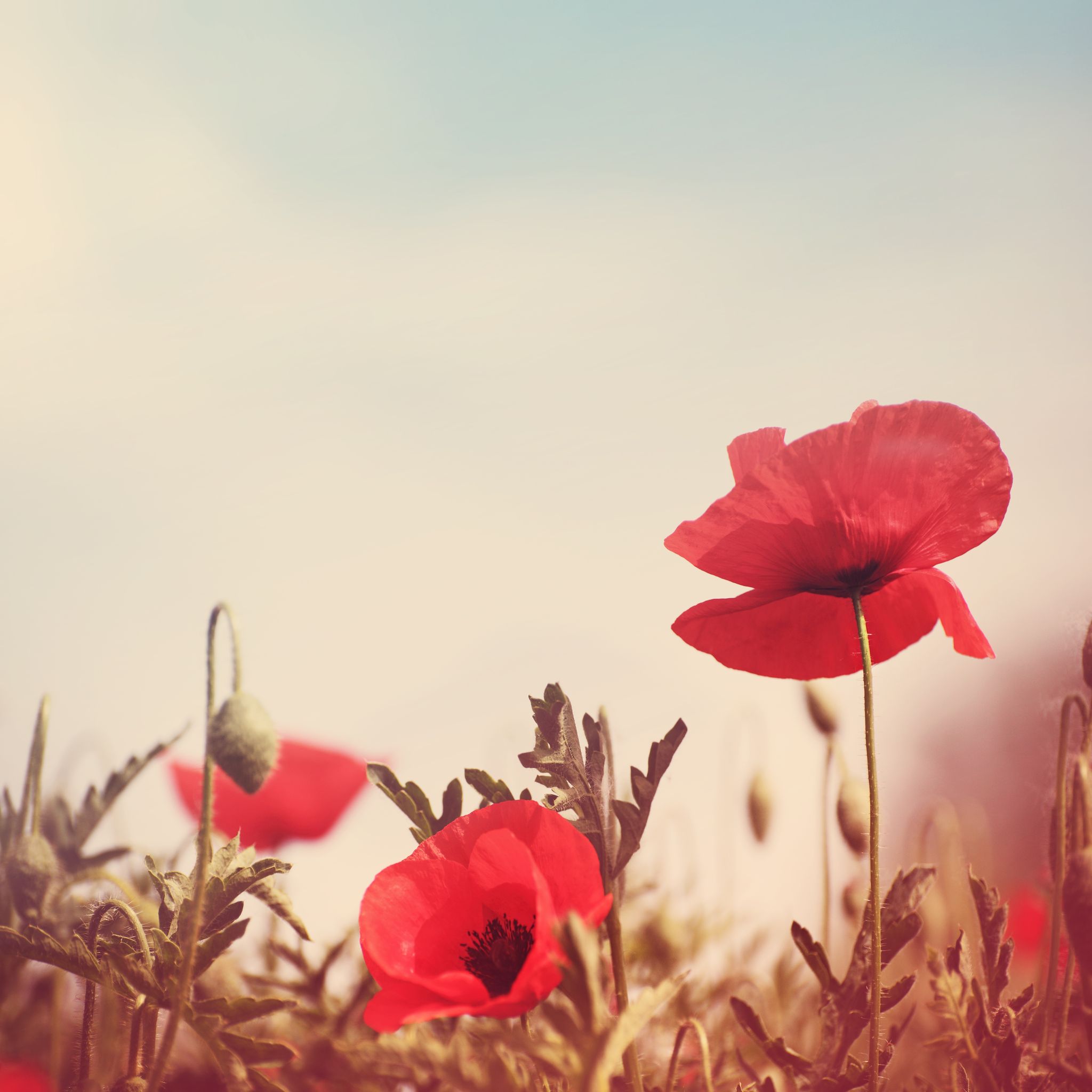 eco|stems : Same Day Flower Delivery in Toronto!
