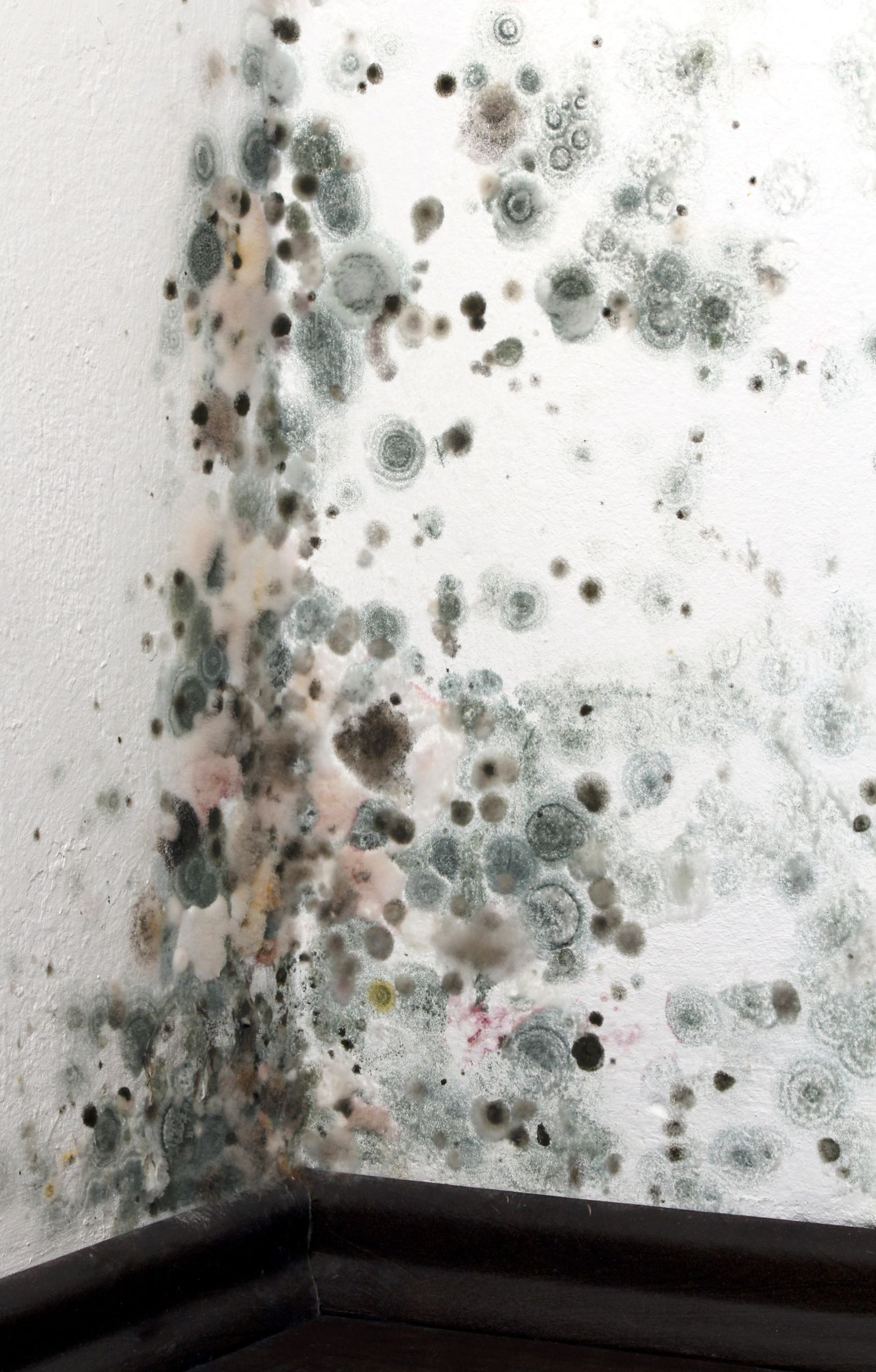 House Mold Inspection Fort Myers