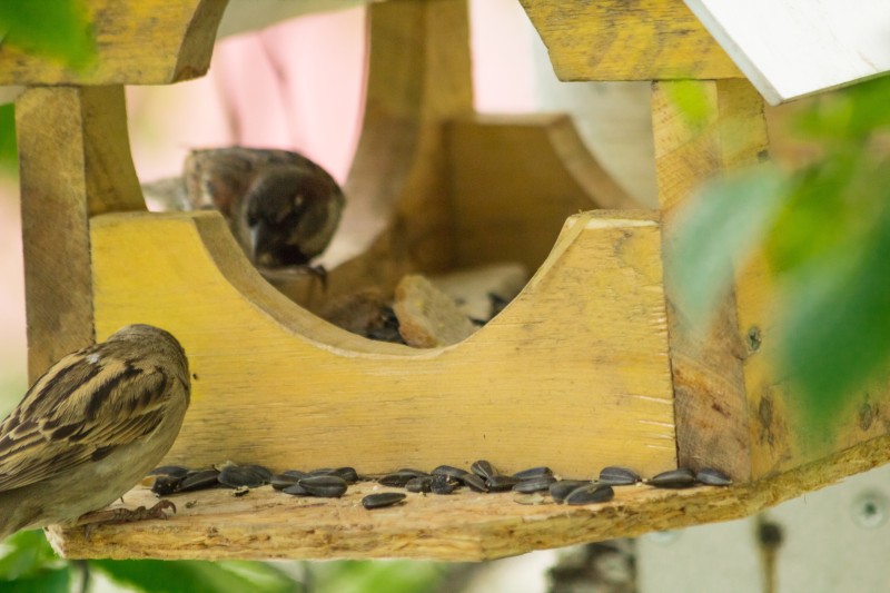 Bird Houses and Feeders in Garden Decor