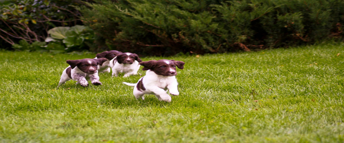 Train Your Puppies with Training Pad