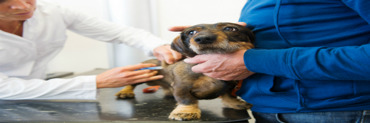 Dog Breeder Charlotte