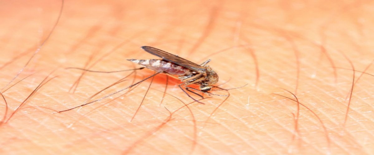 Pest Management Greenville Sc