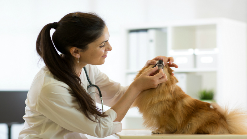 Pet Surgery Clinic Near Bridgeport