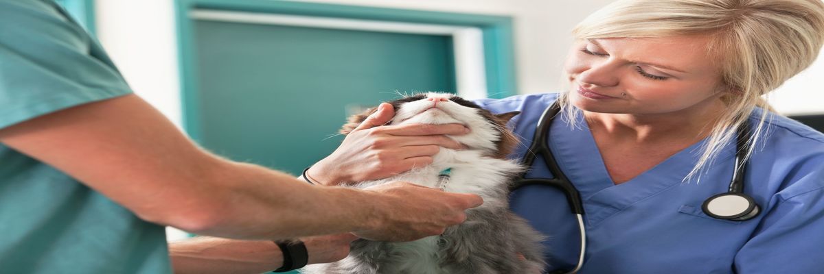 Animal Emergency Hospital Volusia