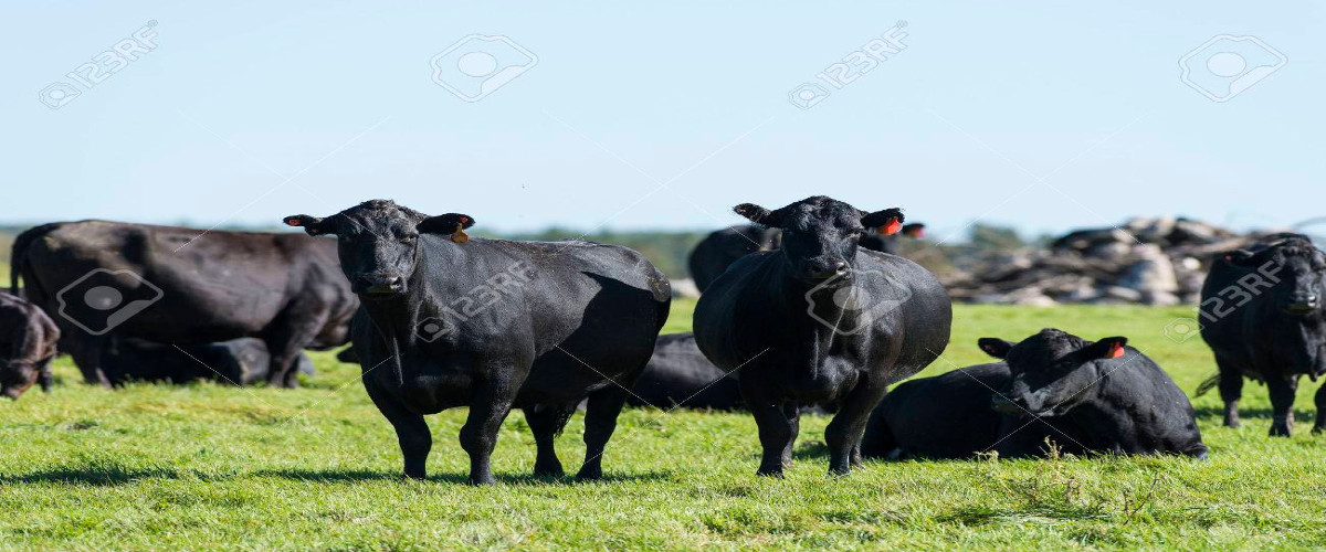 Is Black Angus Cow Worth?