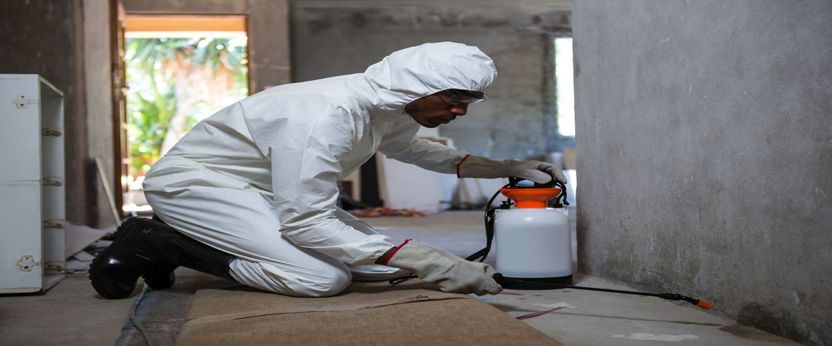 Control Pests With Effective Pest Control Services