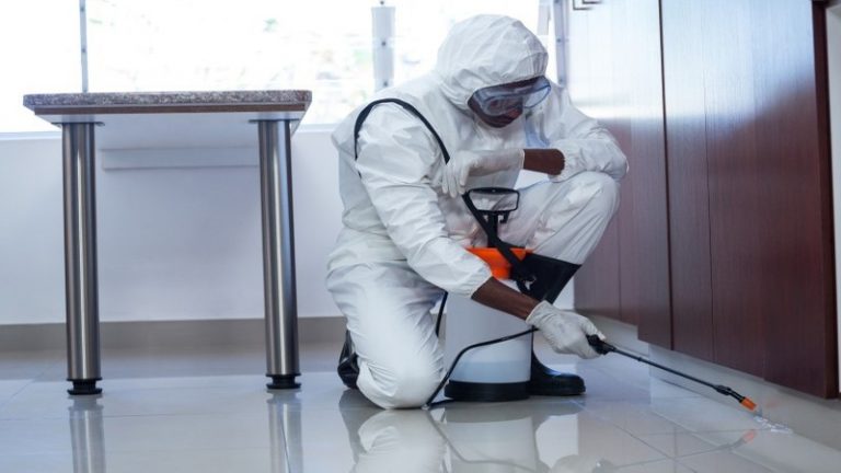Effective pest control services in Canberra