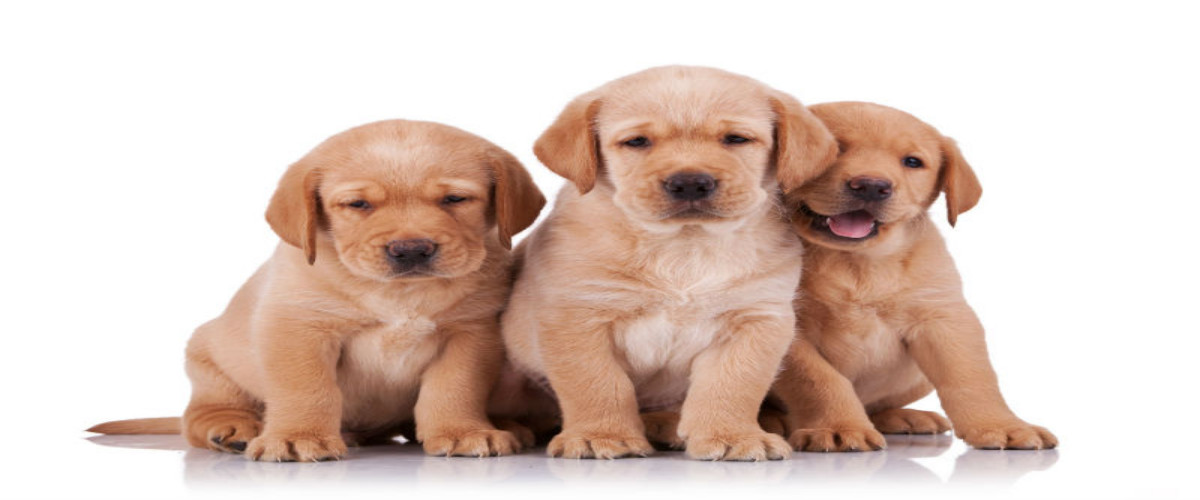 Buy Organic Cbd Oil For Dogs