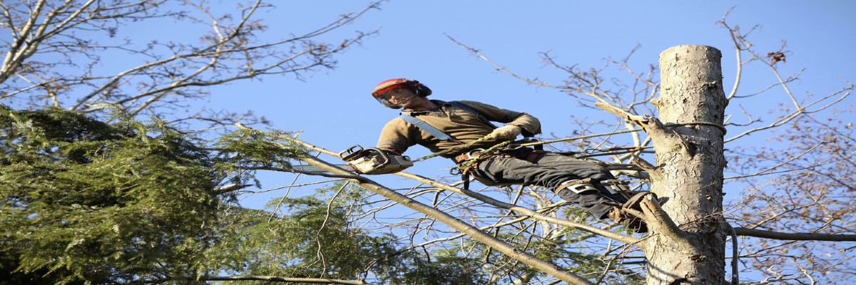 McCullough Tree Service