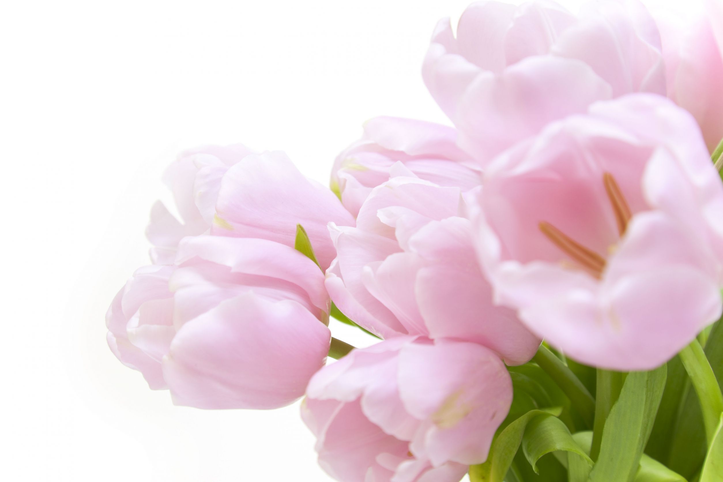 Flower Shop London ON