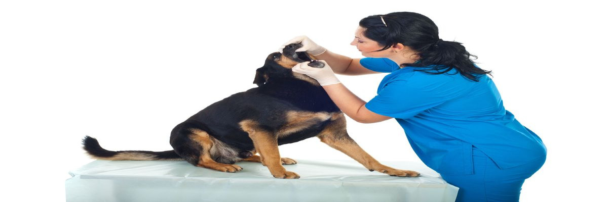 Microchipping Austin