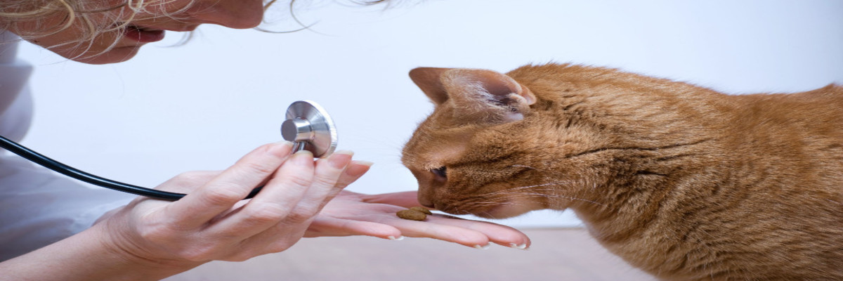 Westfield Veterinary Group