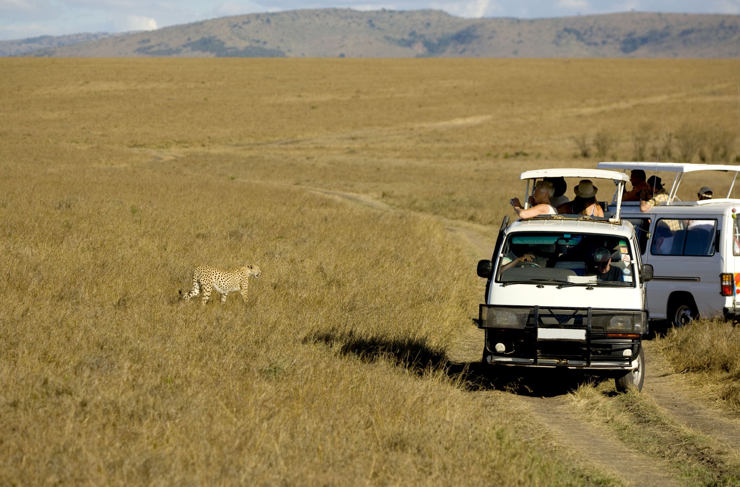 Jungle Safaris Africa