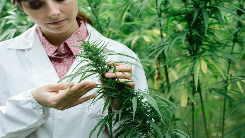 Industrial Hemp Oil Extraction Utah