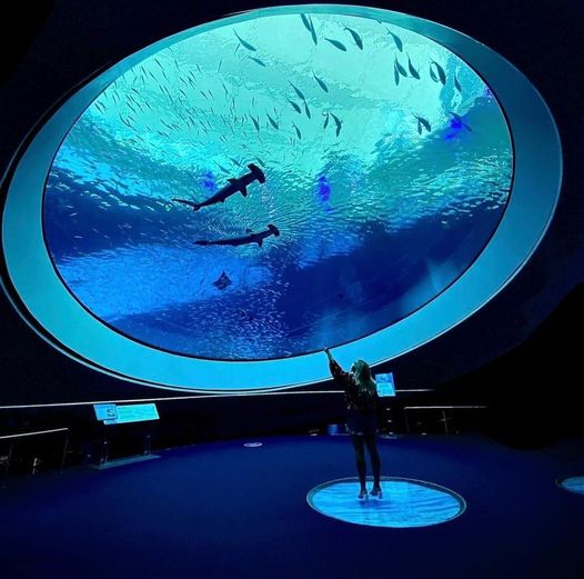 Best Things To Do With Kids Of All Ages In Miami – Frost Science