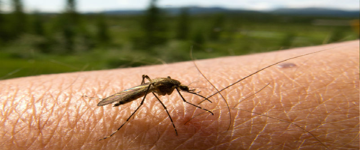 Mosquito Control Greenville Sc