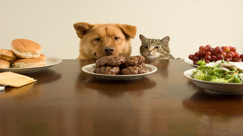 Online Cat Food Suppliers