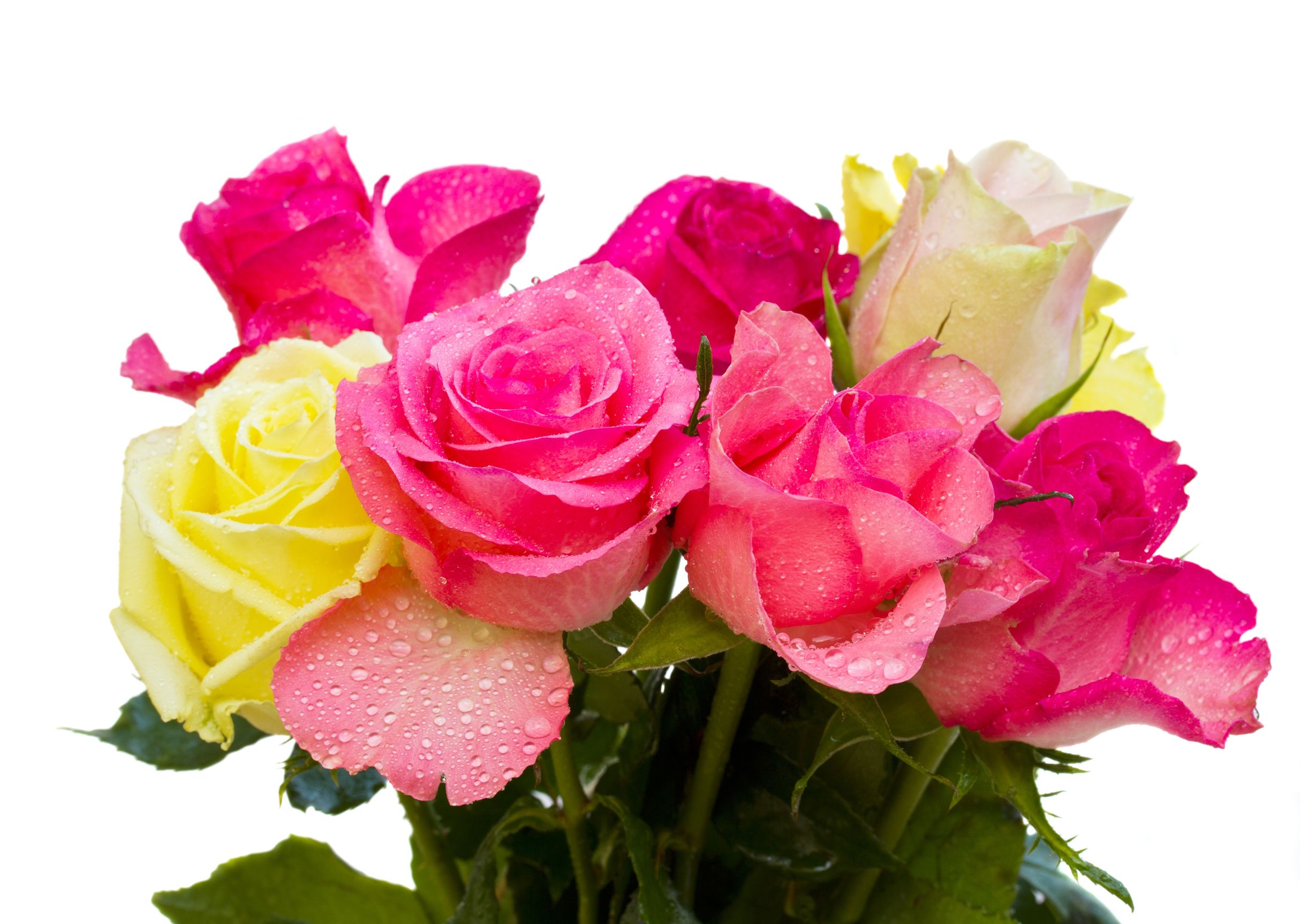 Visit Flower Creations For The Instant Floral Delivery in Toronto