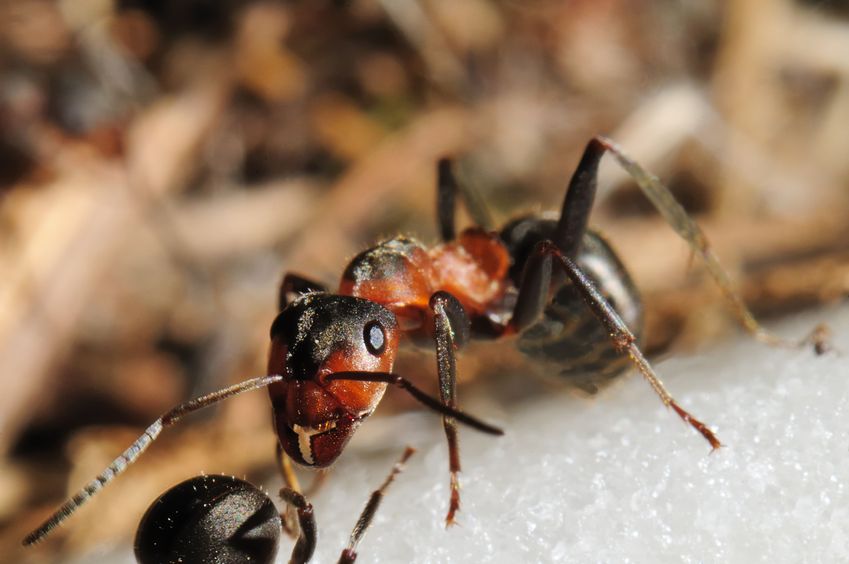 Alpine Pest Management offers the best solution for Rodent Control in Klamath Falls.