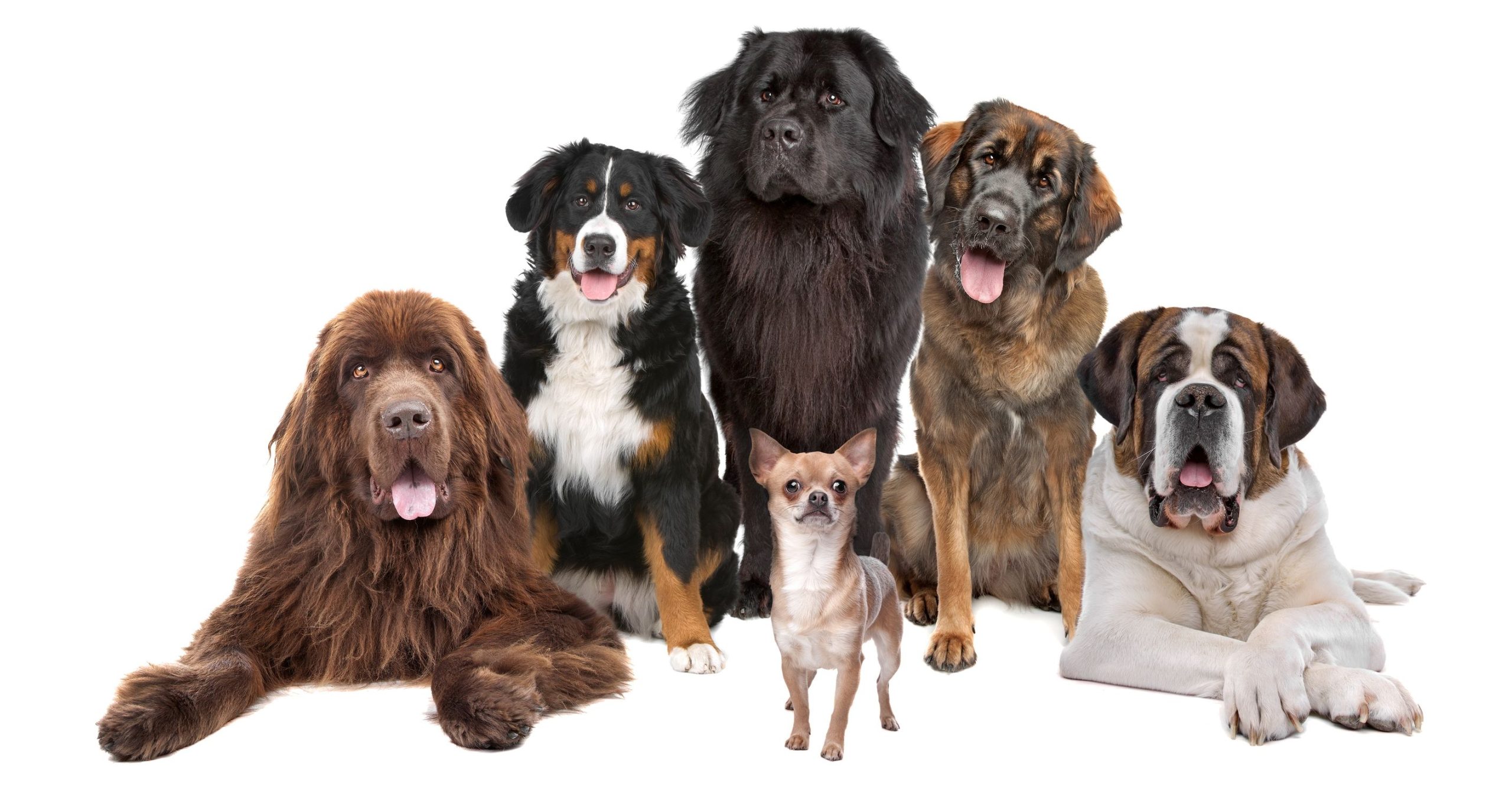 Dog Toy Box