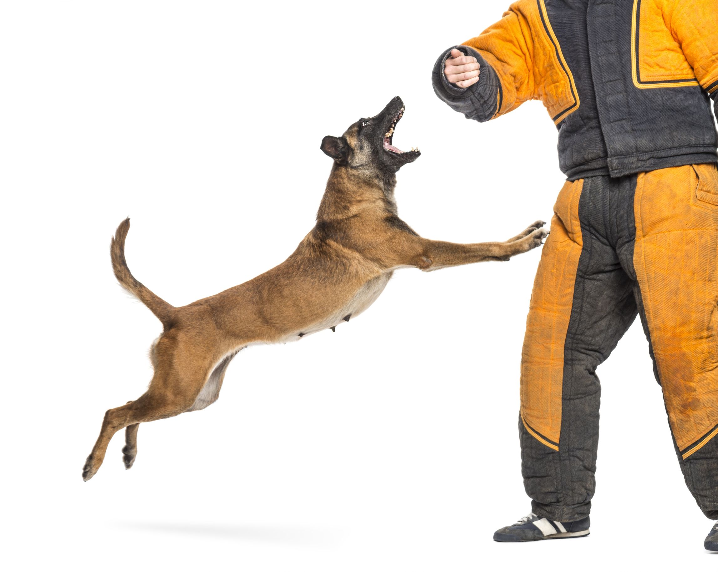 Call Inner Knowing Canine Connections If You Are Looking For A Private Dog Trainer in Asheville NC