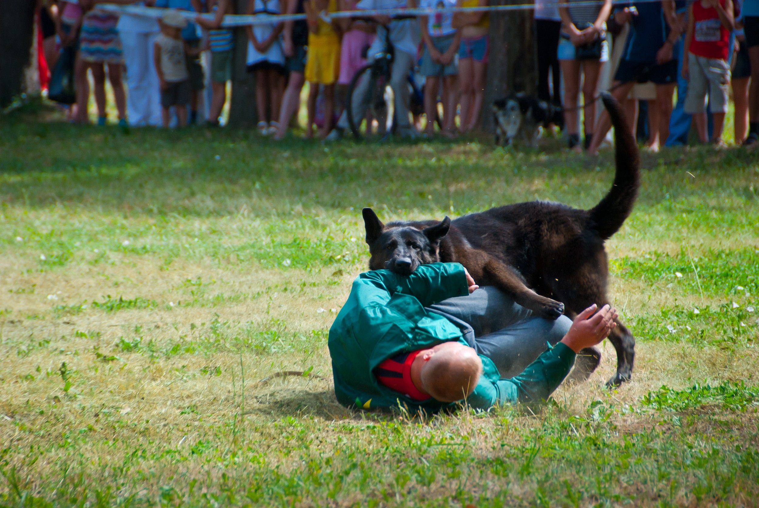 Find A Customized Dog Training Program in Pensacola FL At Positive Splash Dog Training