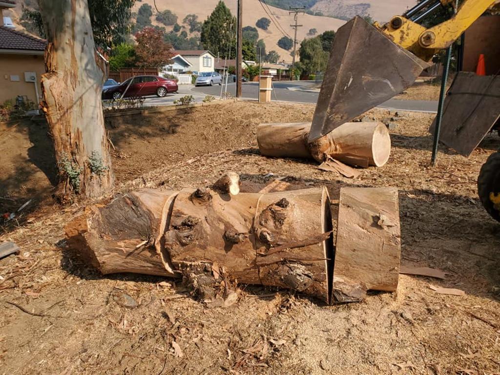 Trusted Tree Service Company in Manchester WA