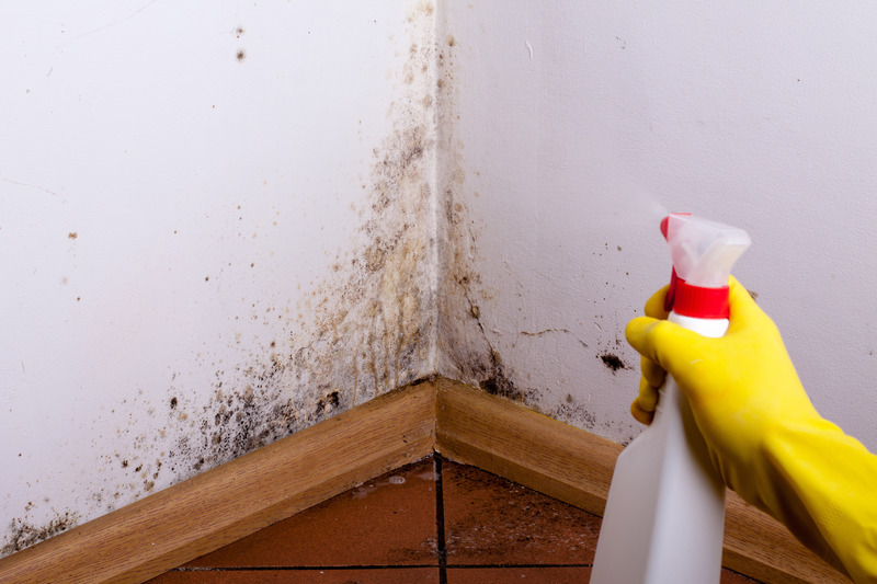 Refresh Your Living Space with Mold Cleaning in Fort Myers